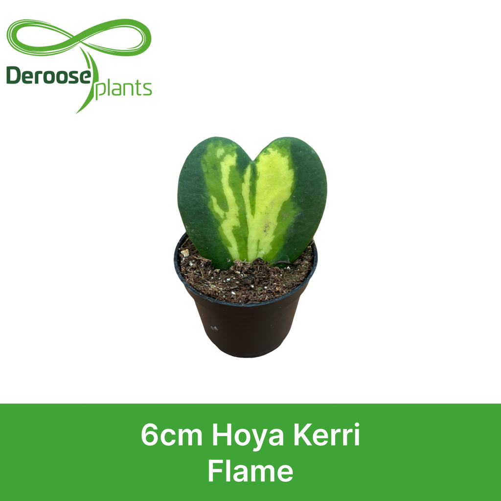 2" Hoya Flame
