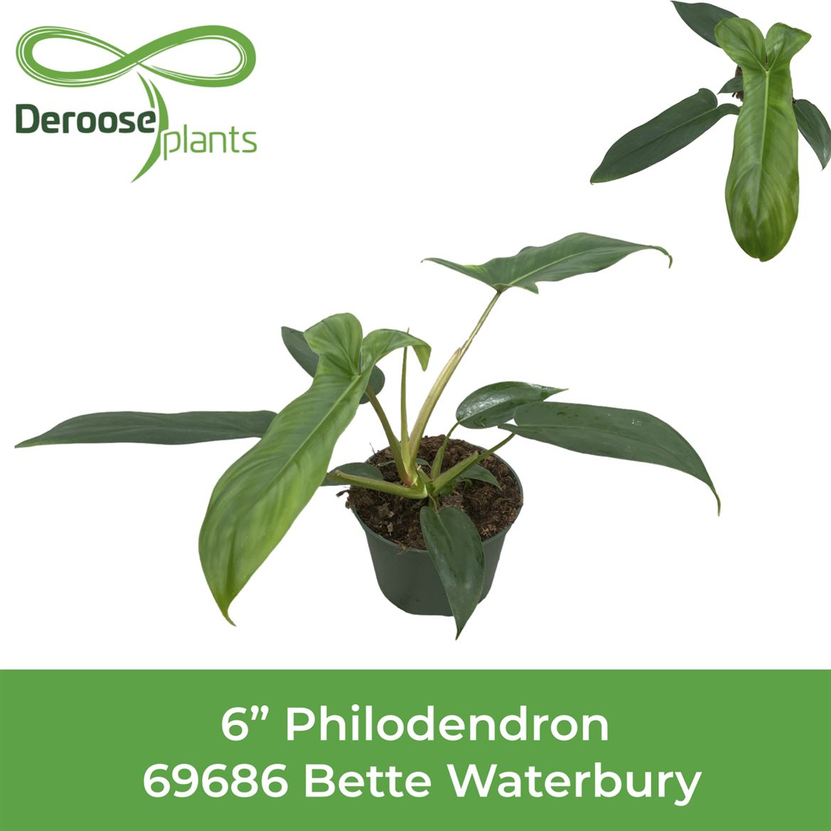 6" Philodendron 69686 Bette Waterbury