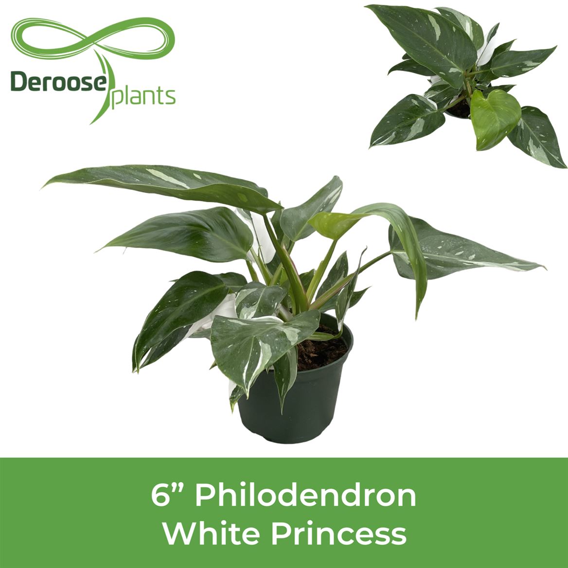 6" Philodendron White Princess