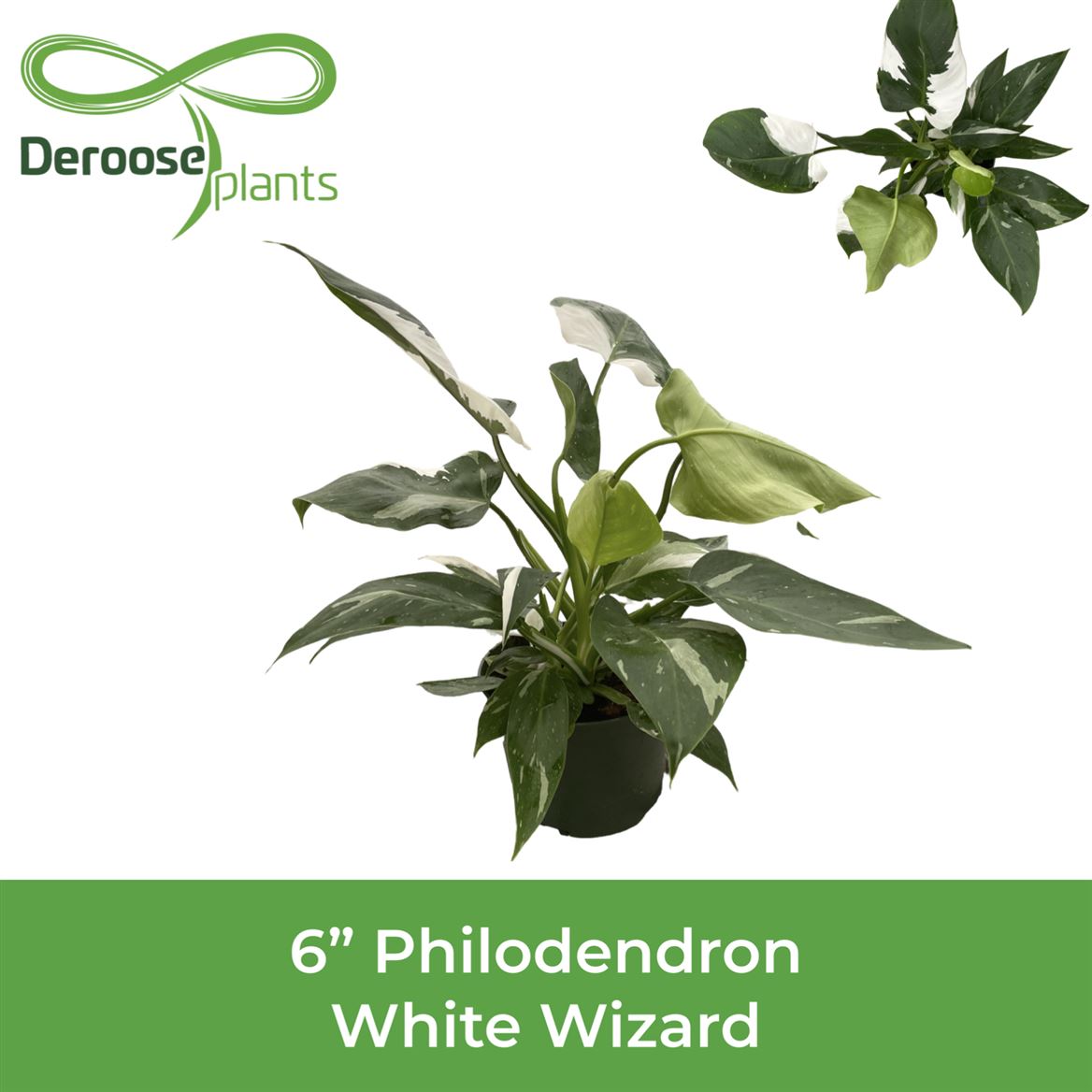 6" Philodendron White Wizard
