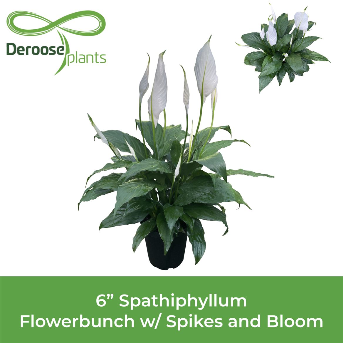 6" Spathiphyllum Flowerbunch