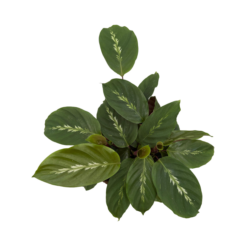 6" Calathea Maui Queen