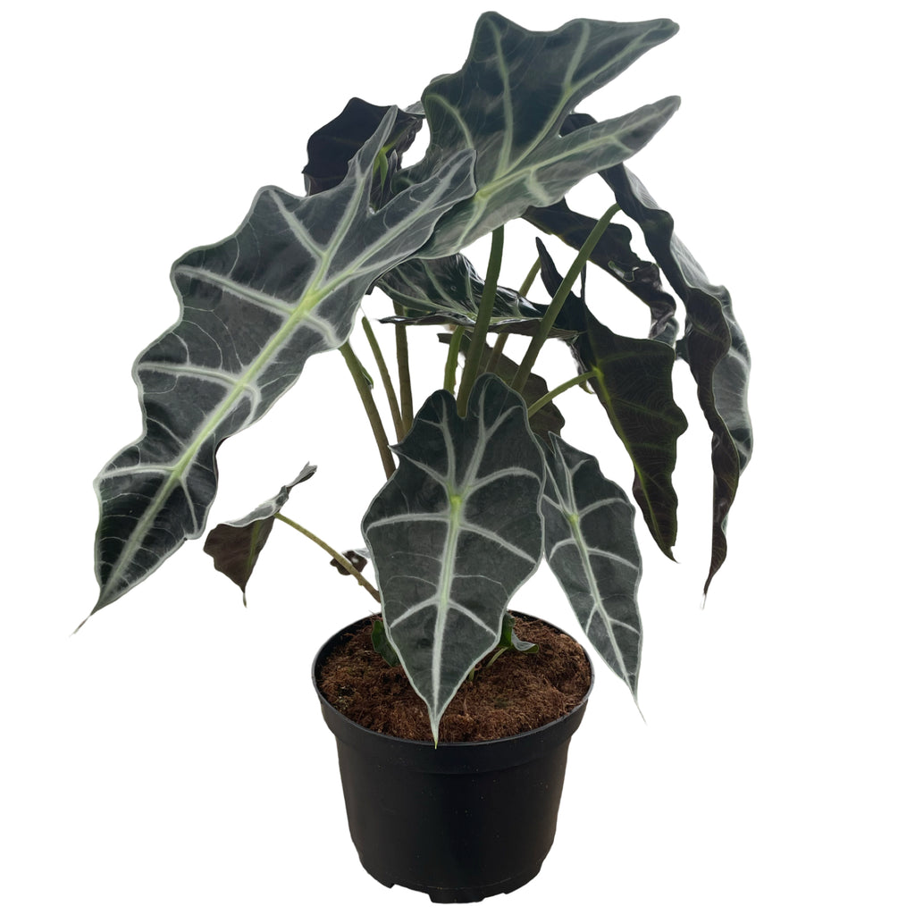 6" Alocasia Polly