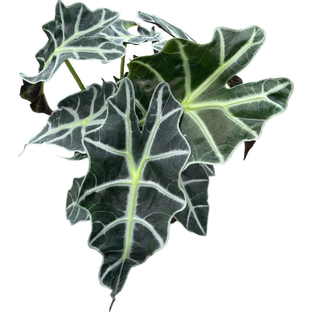 6" Alocasia Polly