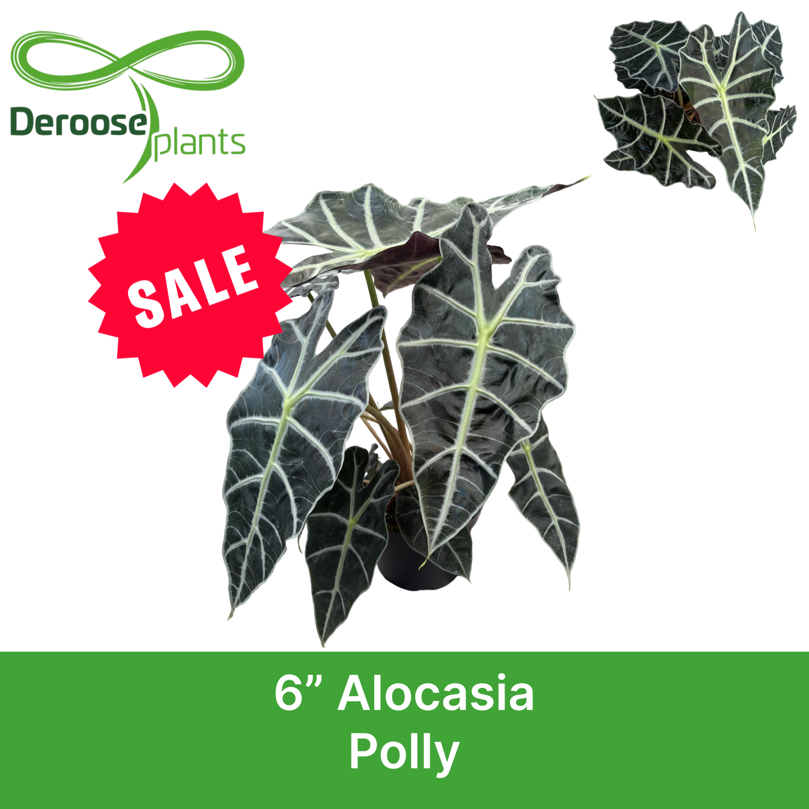 6" Alocasia Polly