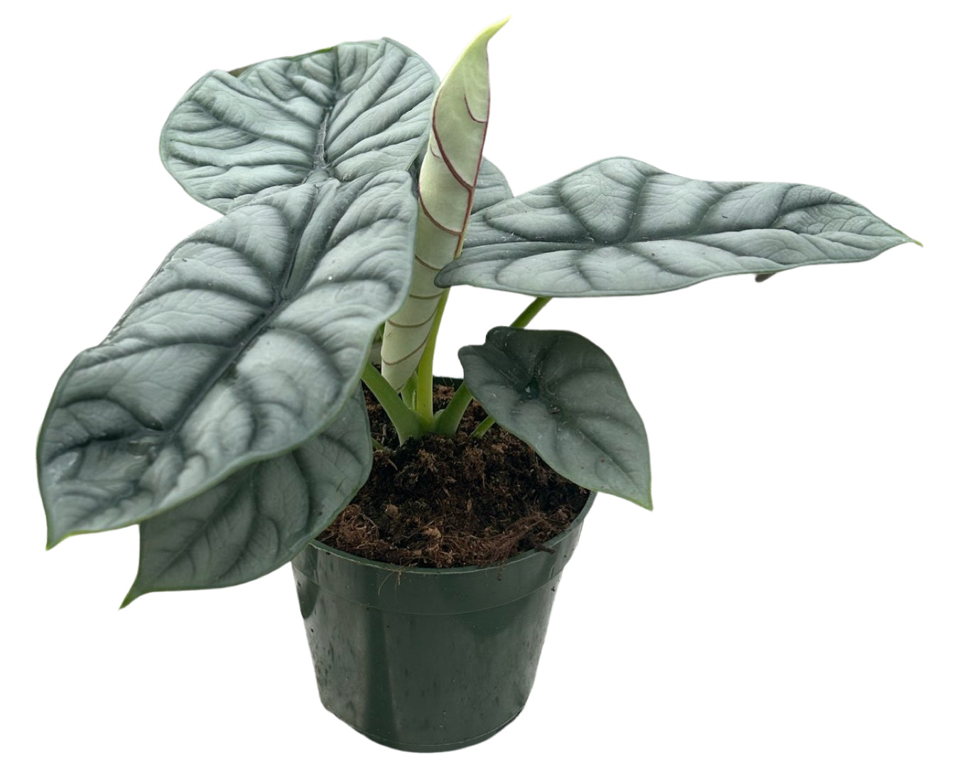 4" Alocasia Silver Dragon