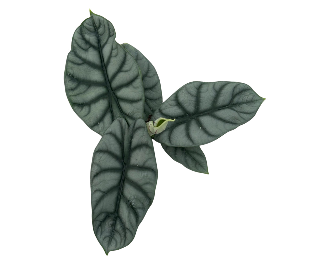 4" Alocasia Silver Dragon