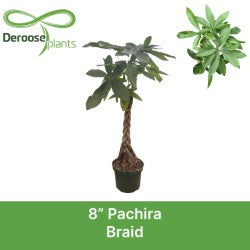 8" Pachira Braid 'Money Tree'
