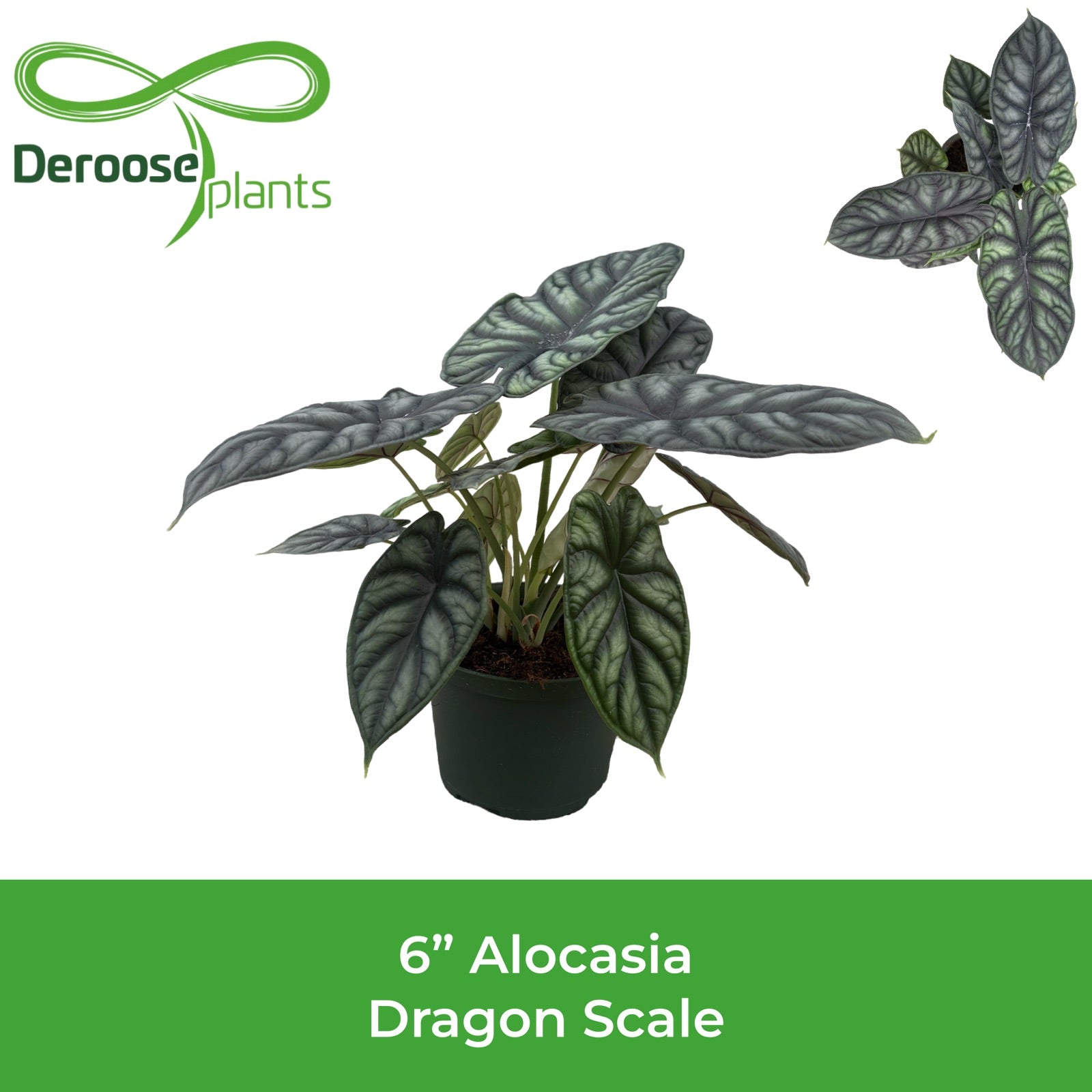 6” Alocasia Dragon Scale