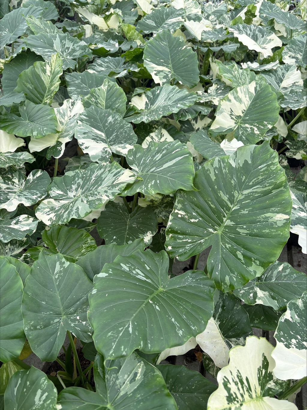 6" Alocasia Gageana 'Variegata'