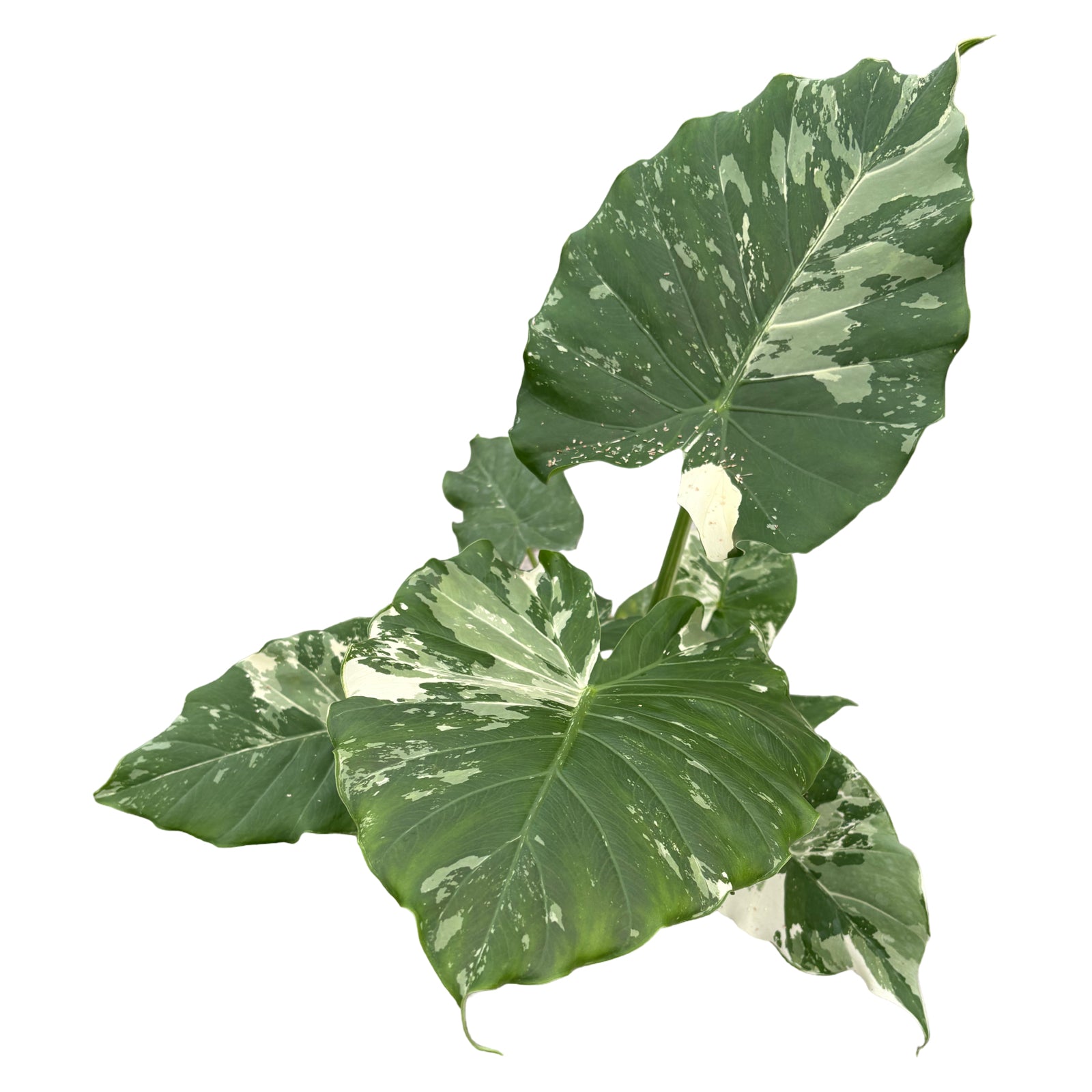 6" Alocasia Gageana 'Variegata'