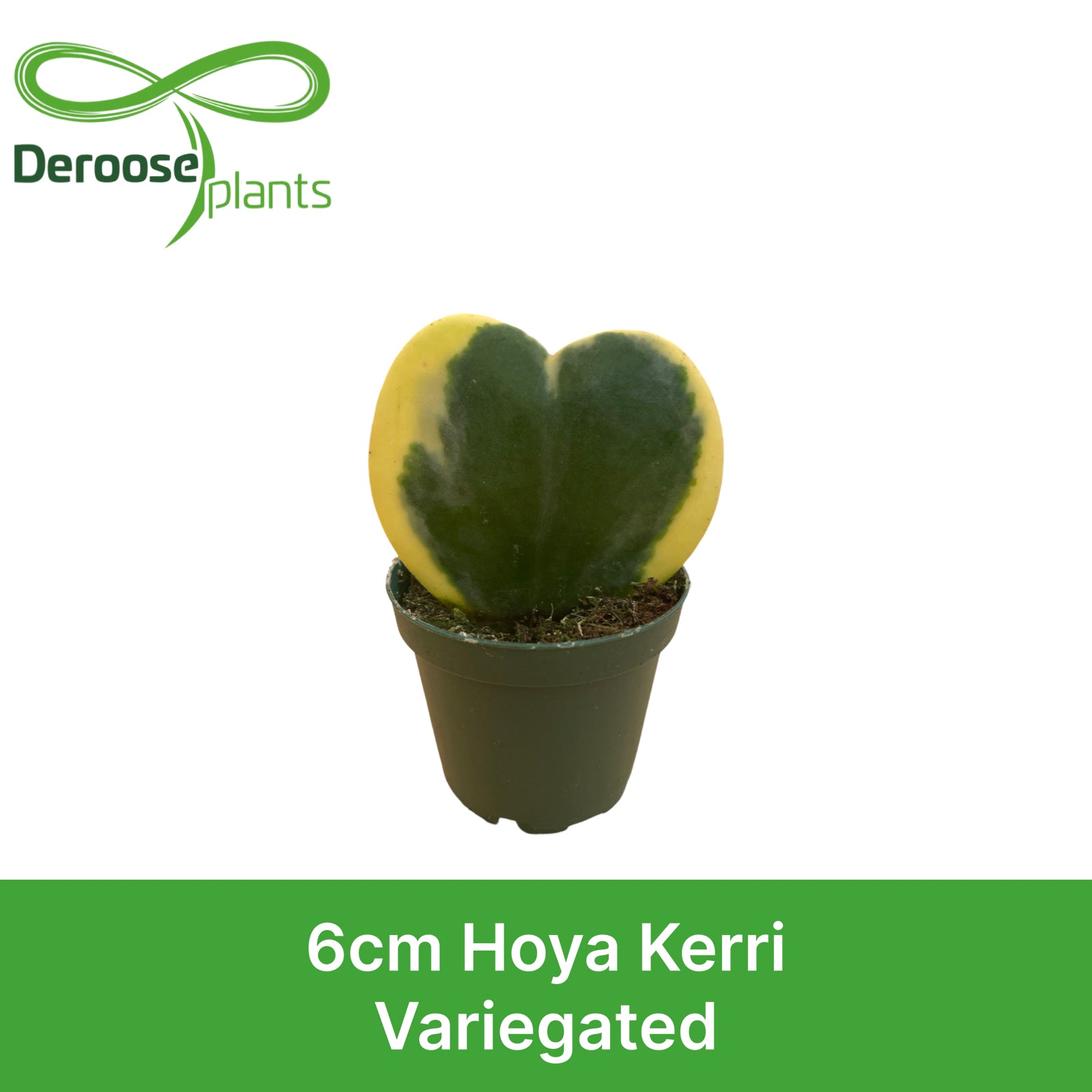 2" Hoya Kerri Variegated