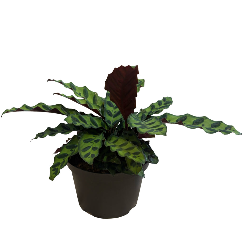 6" Calathea Insignis