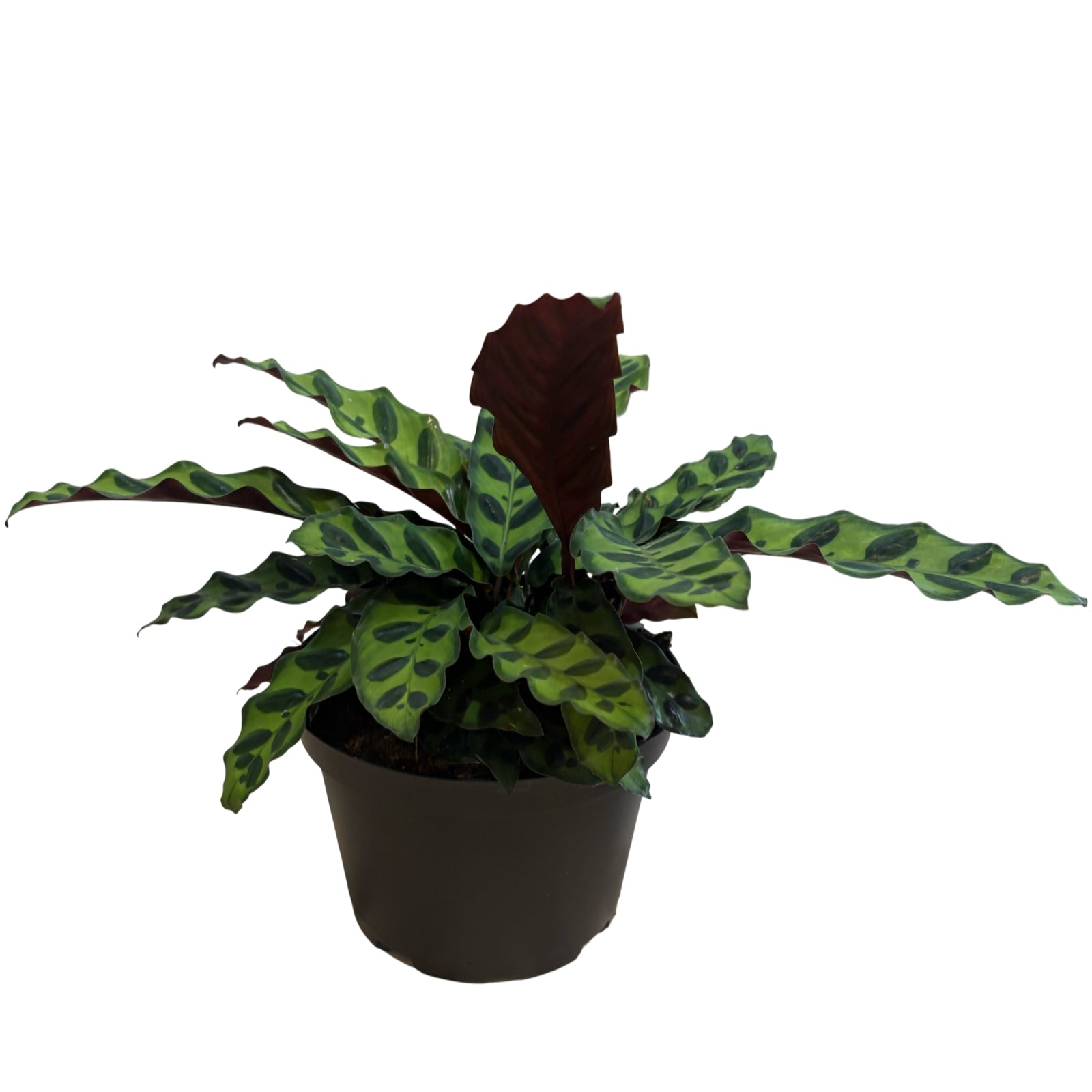 6" Calathea Insignis
