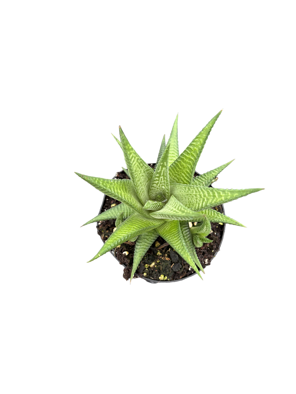 4" Haworthia Limifolia
