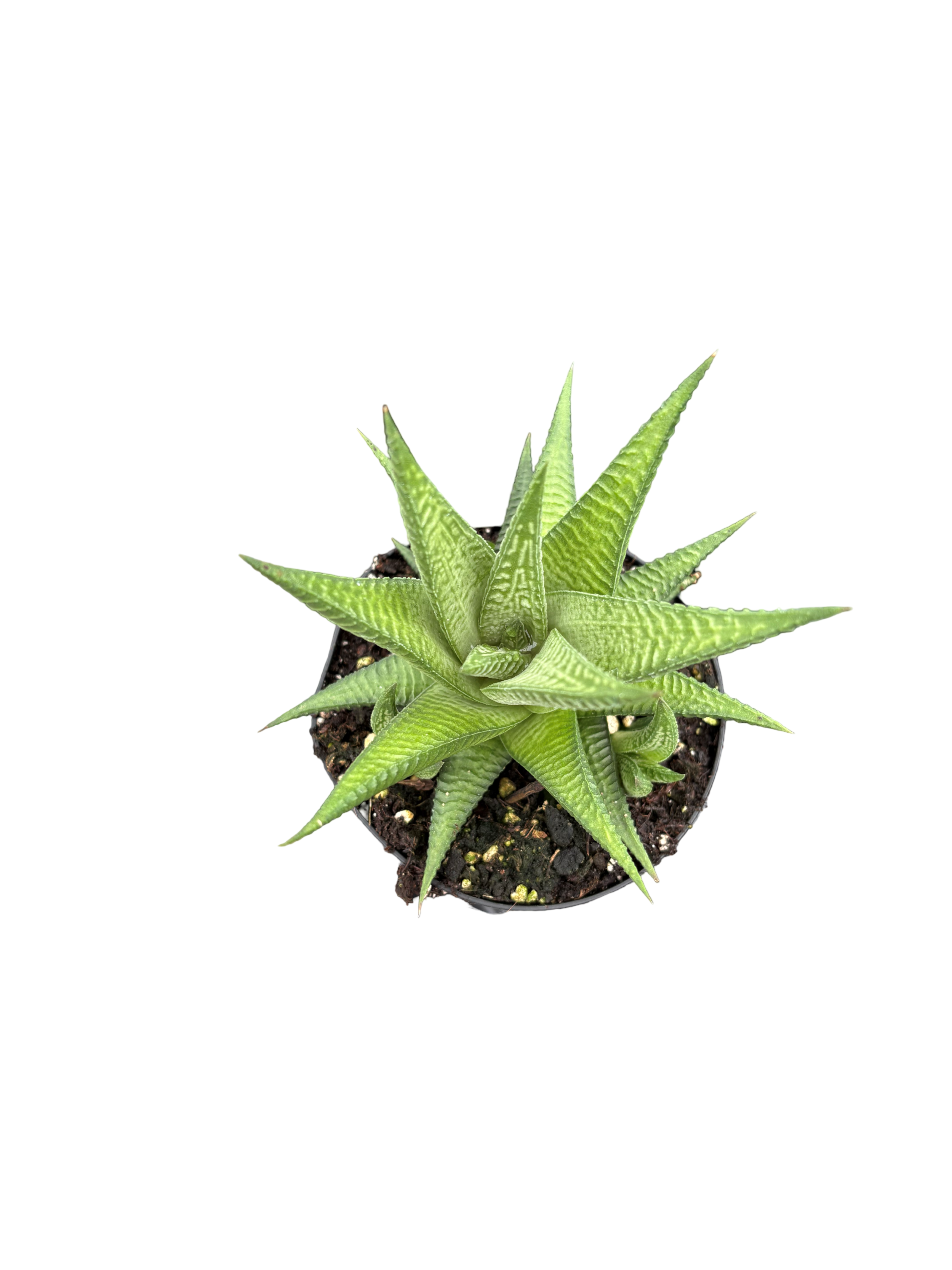 4" Haworthia Limifolia