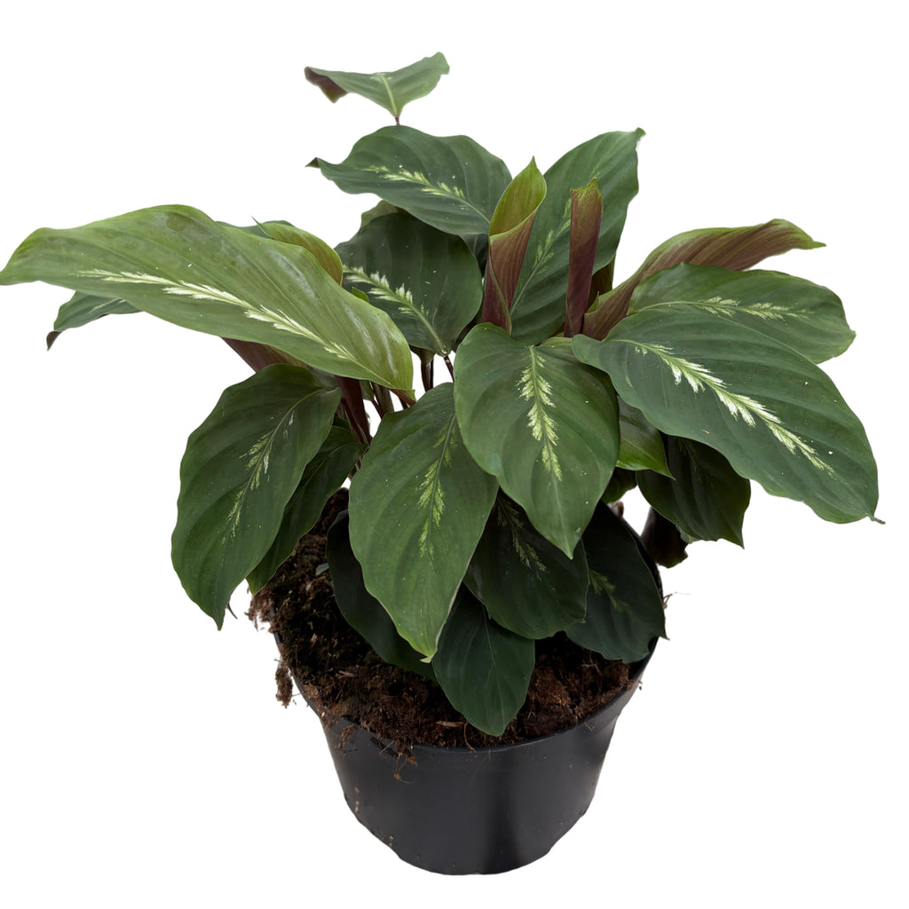 6" Calathea Maui Queen