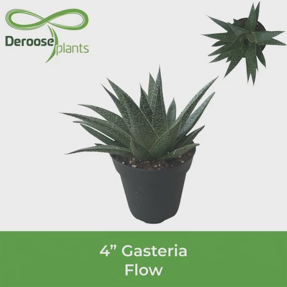 4" Gasteria Flow
